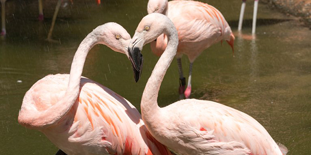 flamingolarla dans