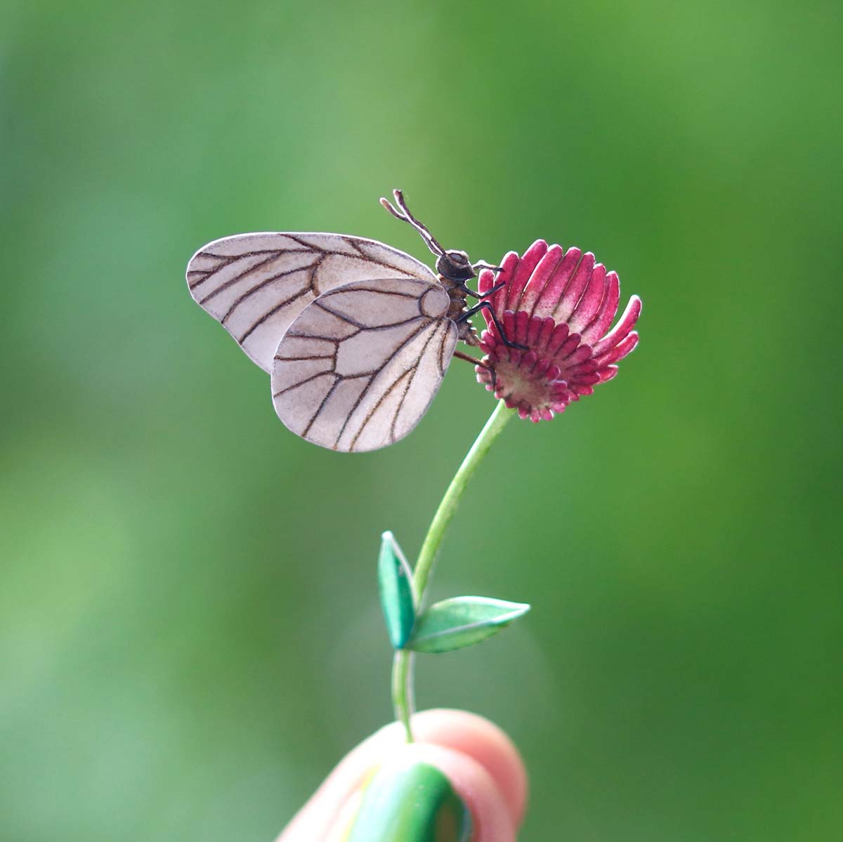 Black-veined white Butterfly