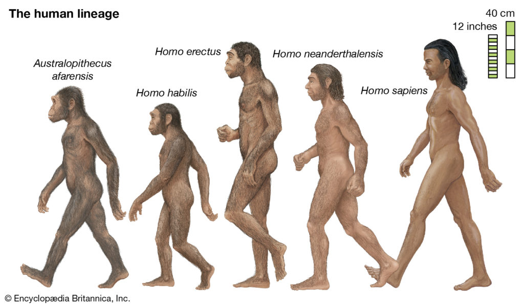 homo-sapiens-nedir